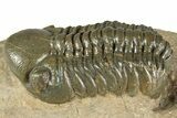 Detailed Reedops Trilobite - Atchana, Morocco #359490-2